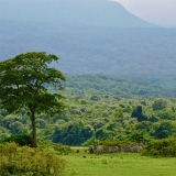 Arusha - 2