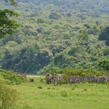 Arusha - 3