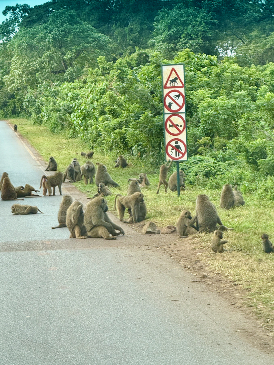 Ngorongoro - 1