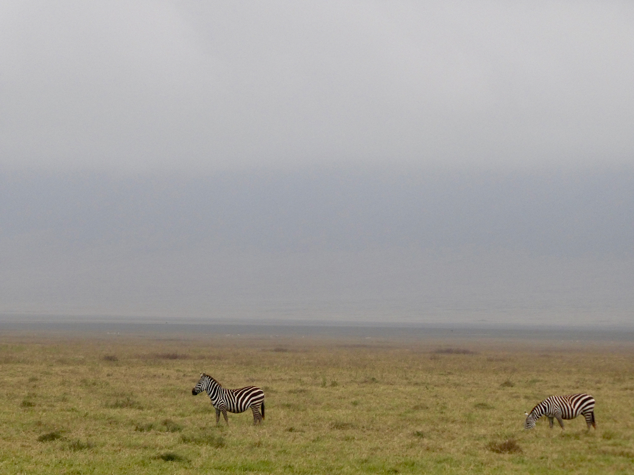 Ngorongoro - 100