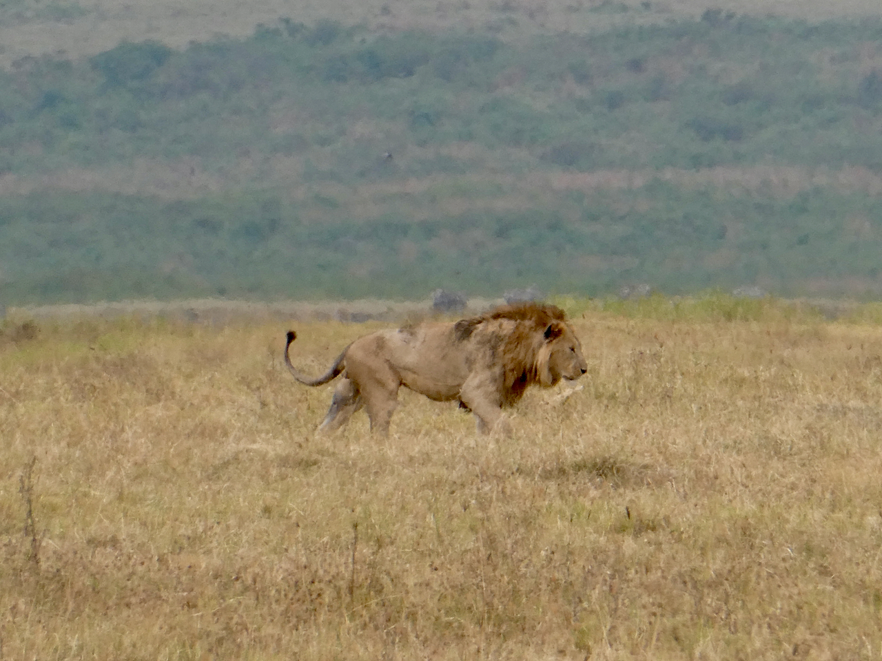 Ngorongoro - 103