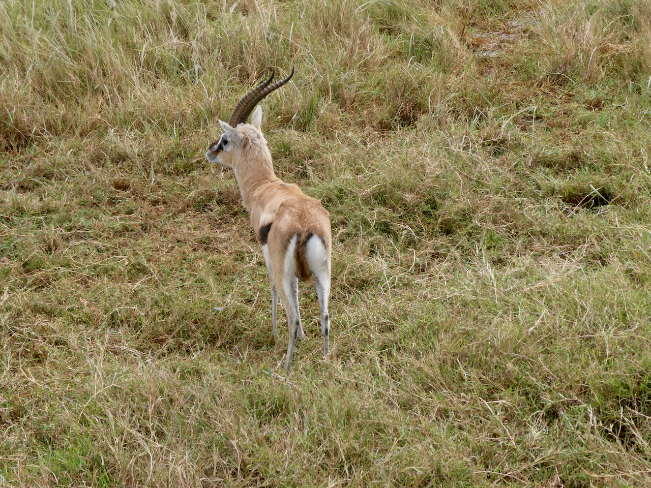 Ngorongoro - 105