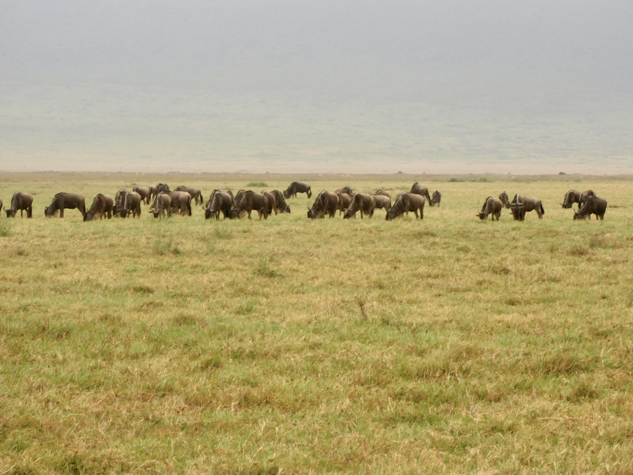 Ngorongoro - 38