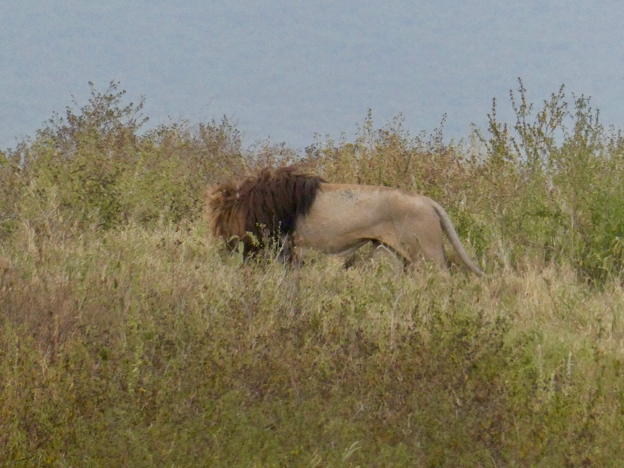 Ngorongoro - 39