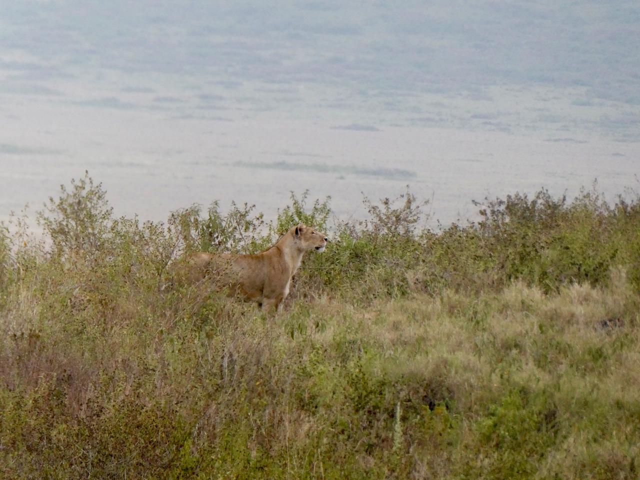 Ngorongoro - 41