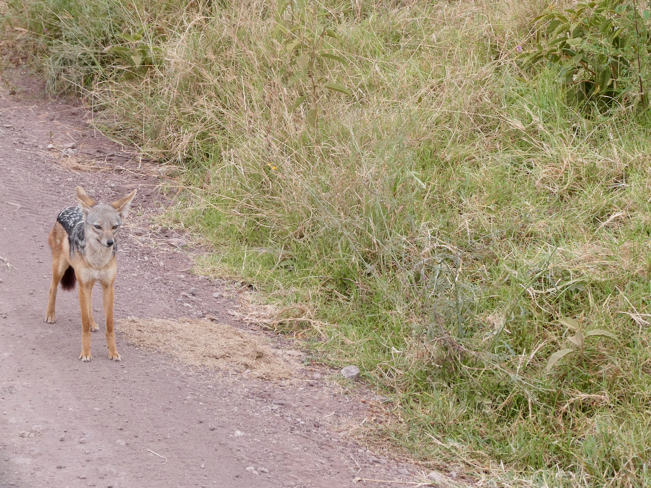 Ngorongoro - 51