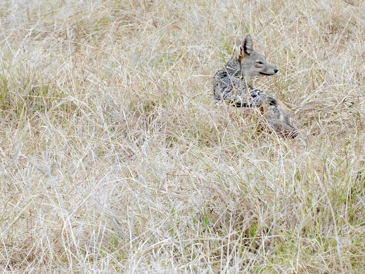 Ngorongoro - 52