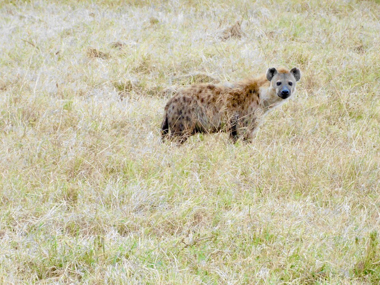 Ngorongoro - 55