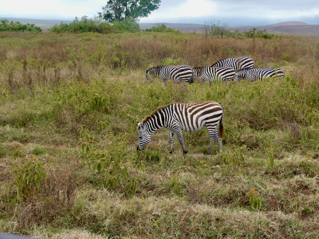 Ngorongoro - 59