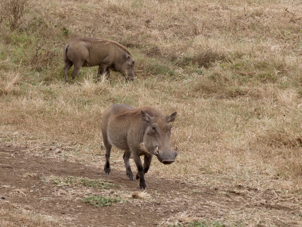 Ngorongoro - 66