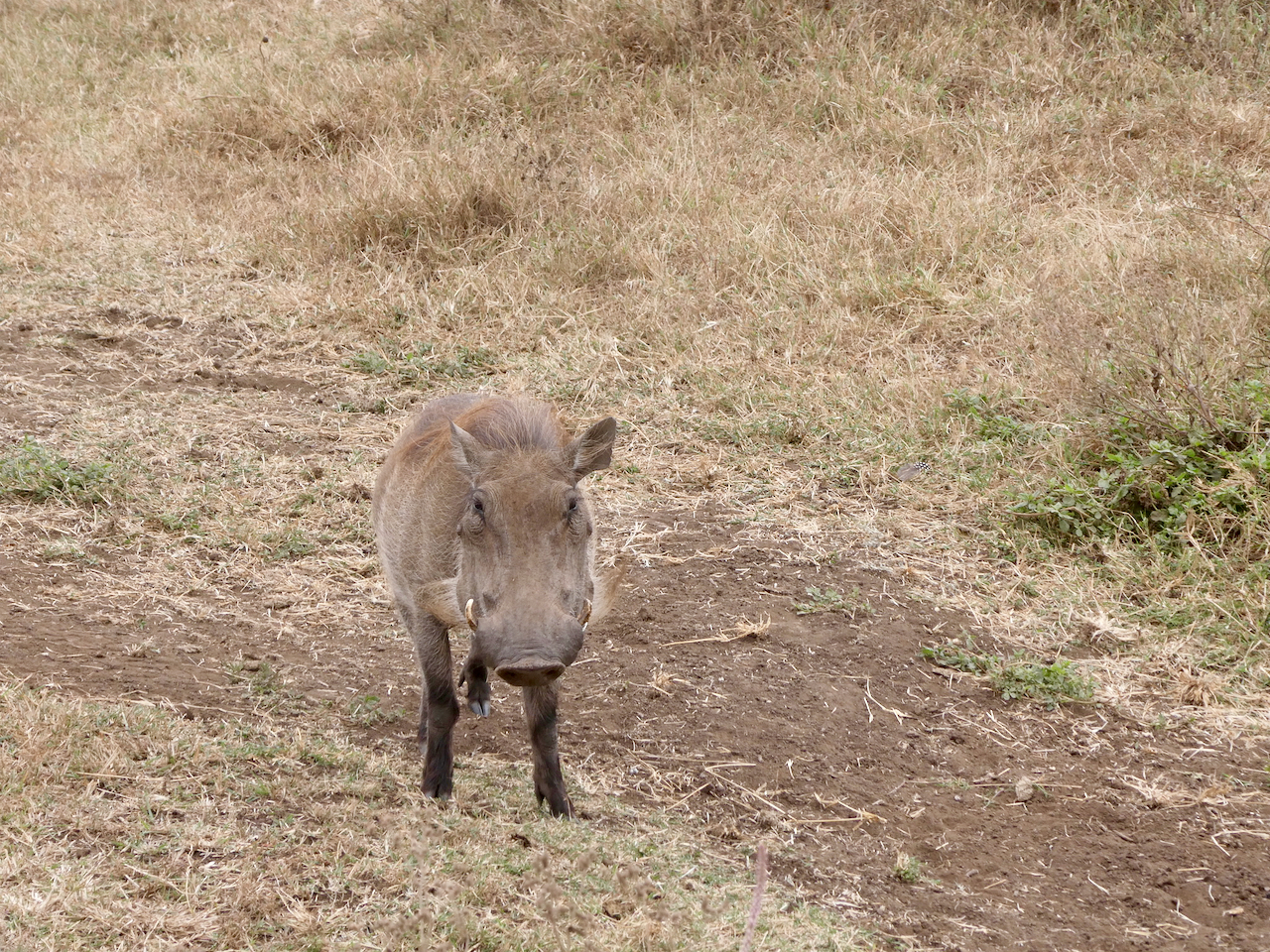 Ngorongoro - 67