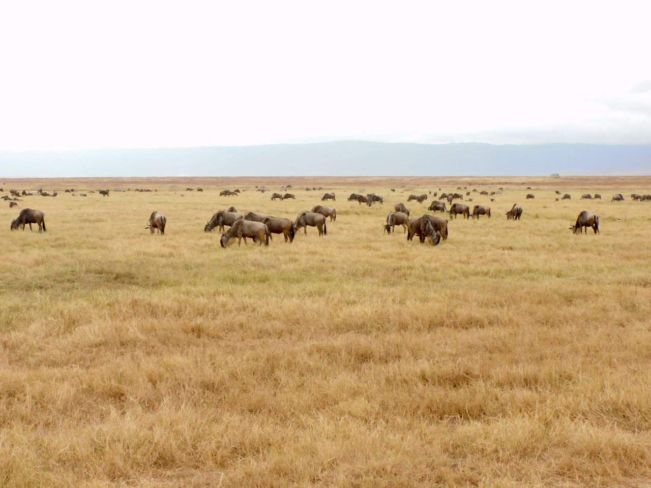 Ngorongoro - 89