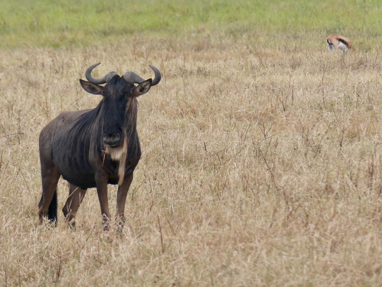 Ngorongoro - 92
