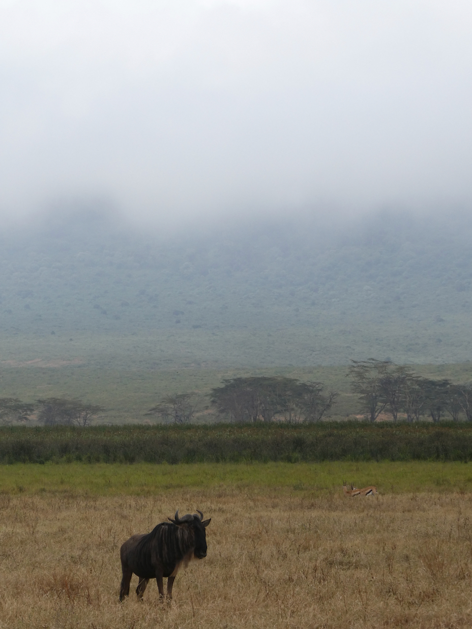 Ngorongoro - 93