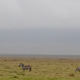 Ngorongoro - 100