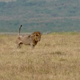 Ngorongoro - 102