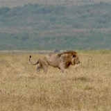 Ngorongoro - 103