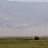 Ngorongoro - 113