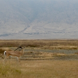 Ngorongoro - 29