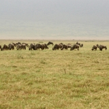 Ngorongoro - 38