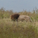 Ngorongoro - 39