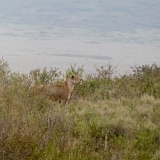 Ngorongoro - 41