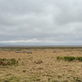 Ngorongoro - 46