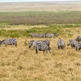 Ngorongoro - 47