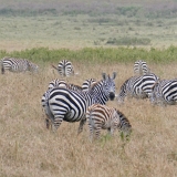 Ngorongoro - 50