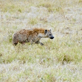 Ngorongoro - 54