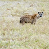 Ngorongoro - 55