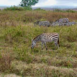Ngorongoro - 59