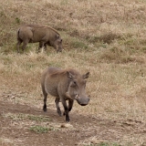 Ngorongoro - 66