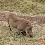 Ngorongoro - 68