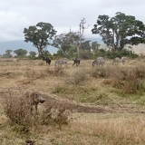 Ngorongoro - 71