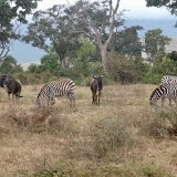 Ngorongoro - 72