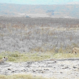 Ngorongoro - 74