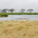 Ngorongoro - 75