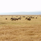 Ngorongoro - 89