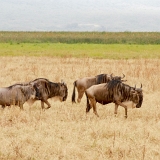 Ngorongoro - 90