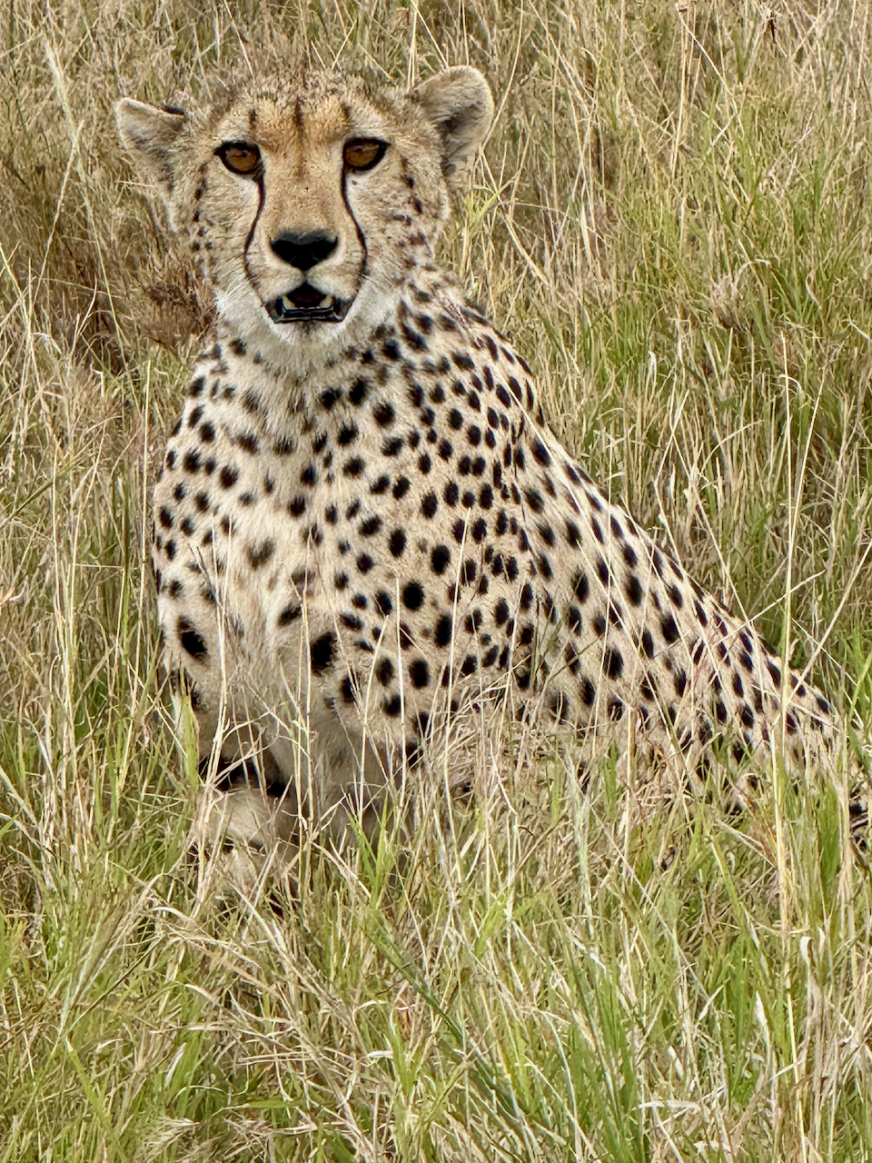 Serengeti A - 15