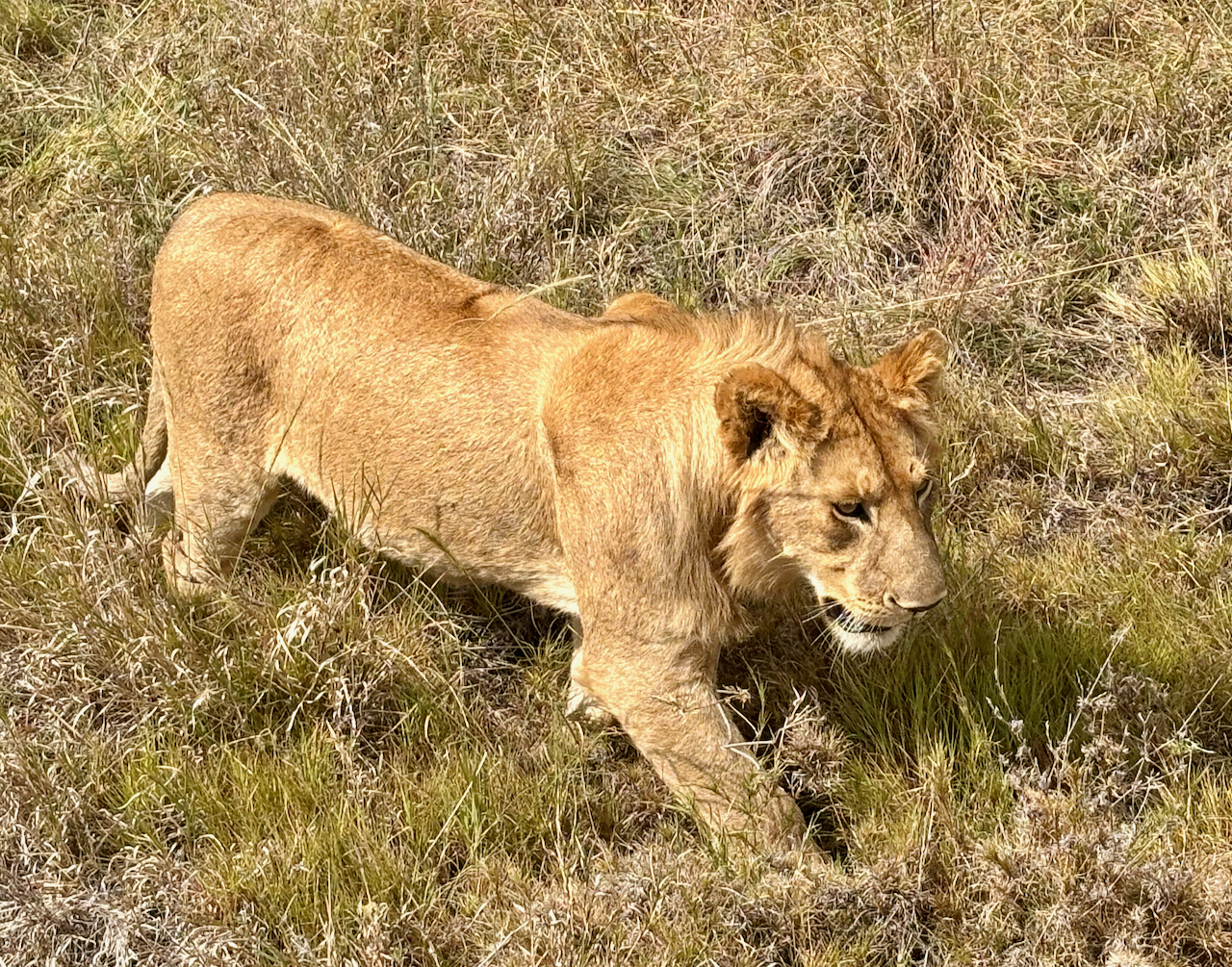 Serengeti A - 44