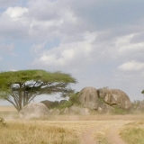 Serengeti A - 37