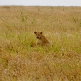 Serengeti A - 45