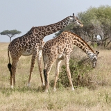 Serengeti A - 80