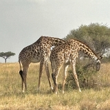 Serengeti A - 81