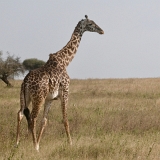 Serengeti A - 83
