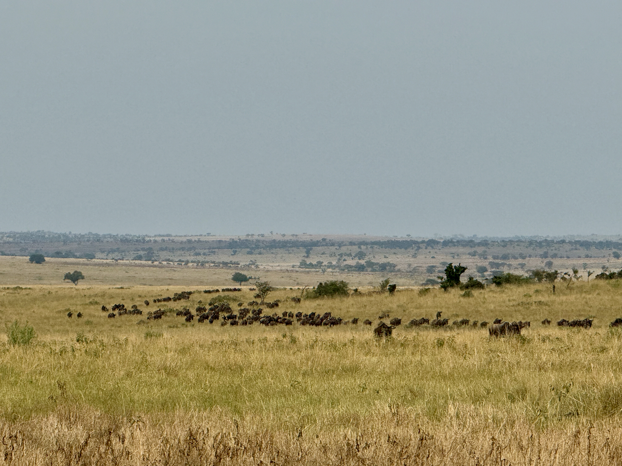 Serengeti B - 38