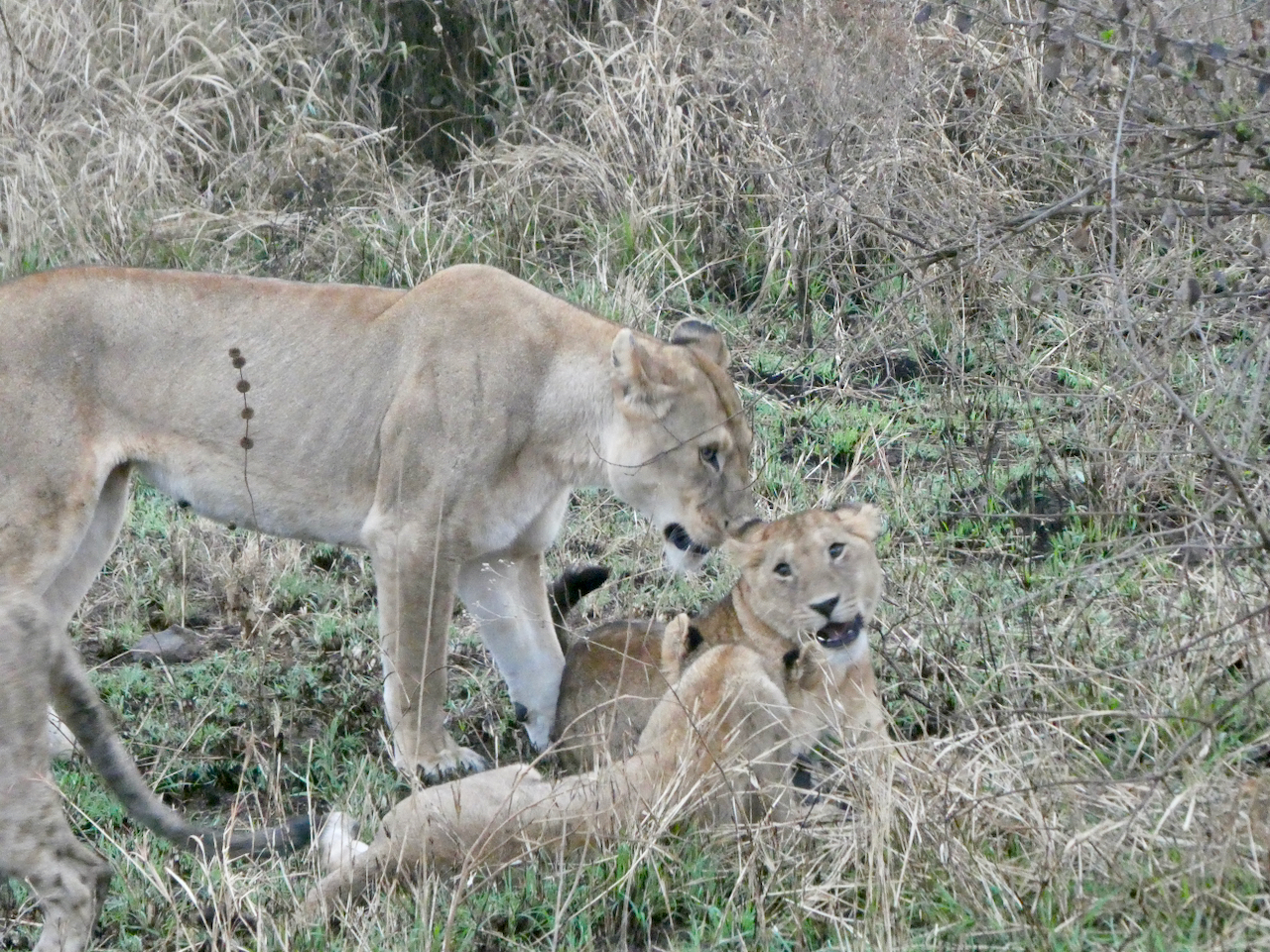Serengeti B - 5