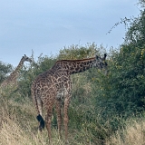 Serengeti B - 1